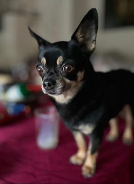 Lidia in 82362 Weilheim #