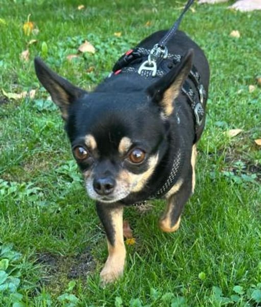 Lidia in 82362 Weilheim #