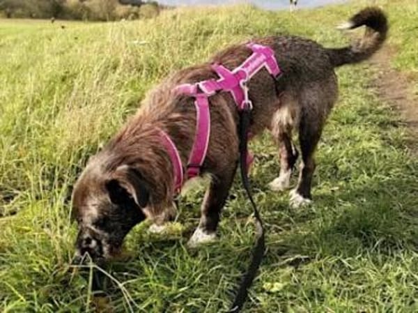ROSETTA - auf Pflegestelle in Bayern