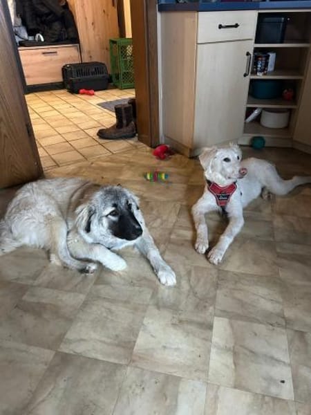 Zuhause gesucht für Snow