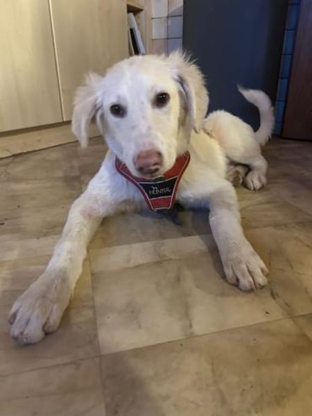 Zuhause gesucht für Snow