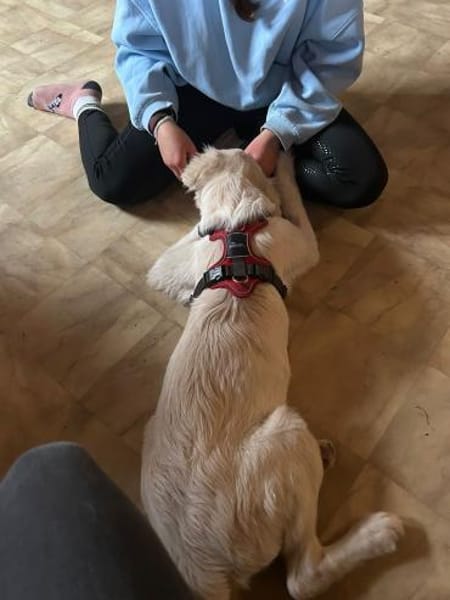 Zuhause gesucht für Snow