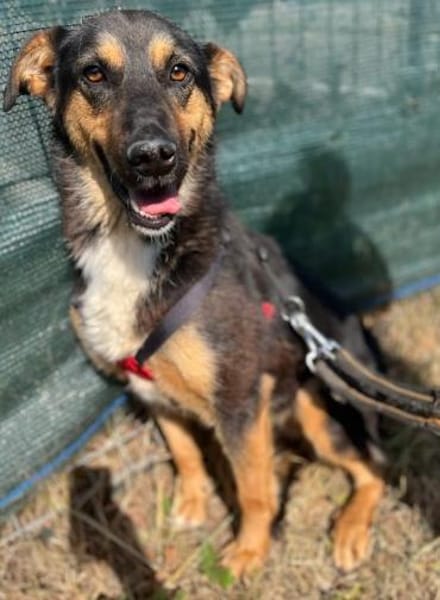 Hündin Eija sucht ein Zuhause