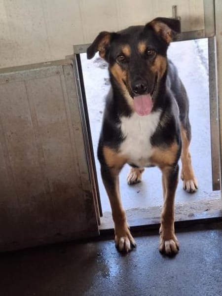 Hündin Eija sucht ein Zuhause