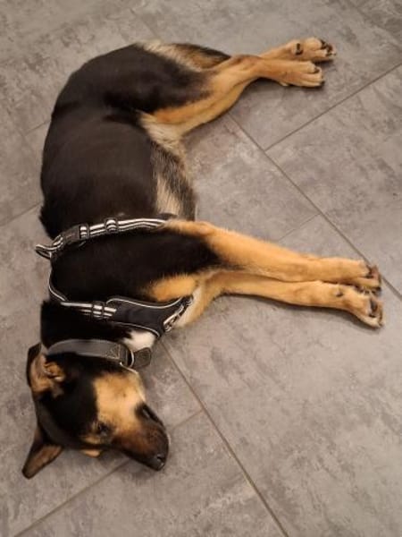 Hündin Eija sucht ein Zuhause