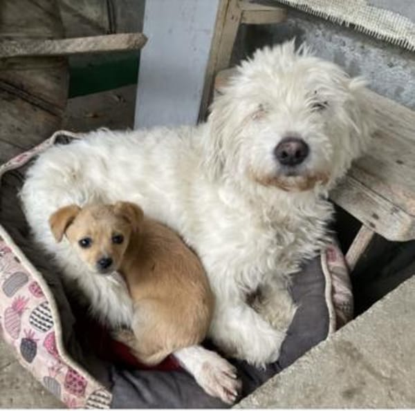 Alma, pfiffig und voller Lebensfreude