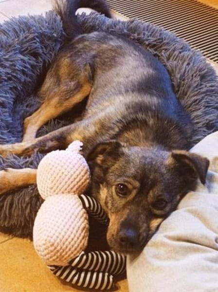 tolle Hündin Newa auf PS 91353