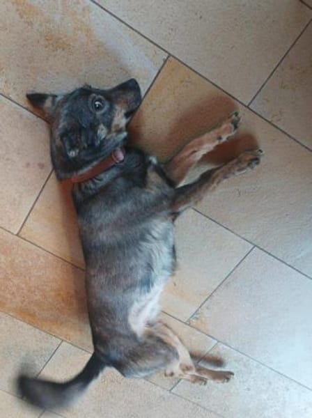 tolle Hündin Newa auf PS 91353