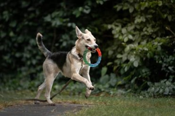 Lavender wartet schon auf dich