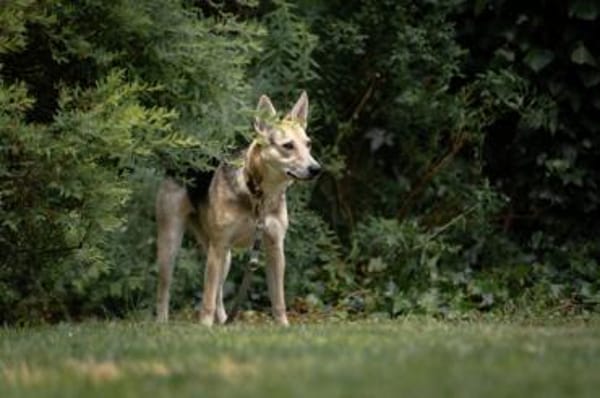 Lavender wartet schon auf dich
