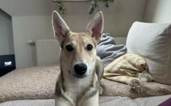 Lavender wartet schon auf dich