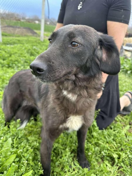 LYNN ❤🐾  ca 45cm, ruhig und liebenswer