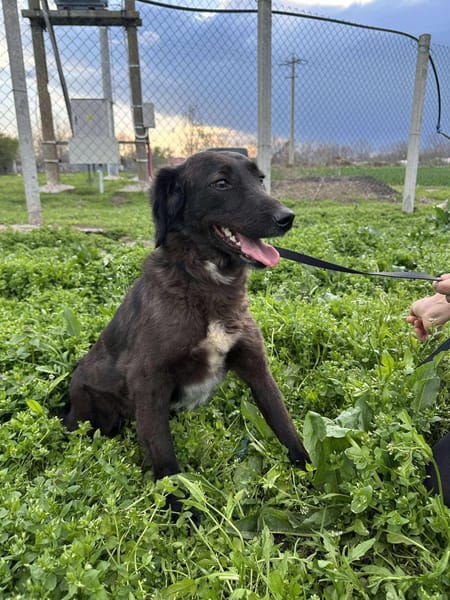 LYNN ❤🐾  ca 45cm, ruhig und liebenswer