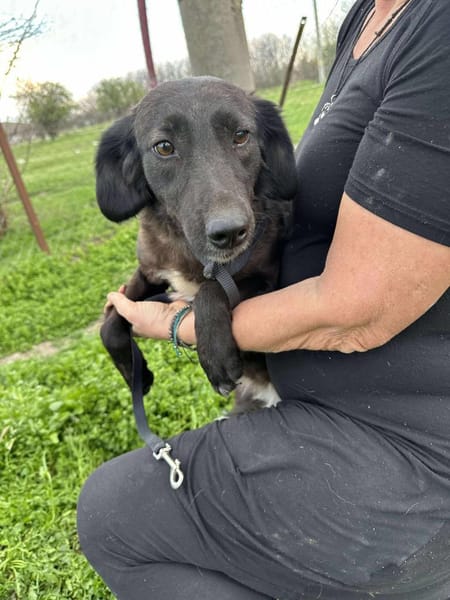 LYNN ❤🐾  ca 45cm, ruhig und liebenswer