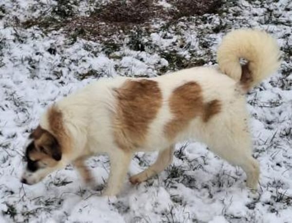 ELFIE -rundum tolles Hundekind-