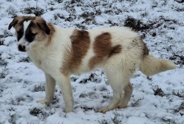 ELFIE -rundum tolles Hundekind-