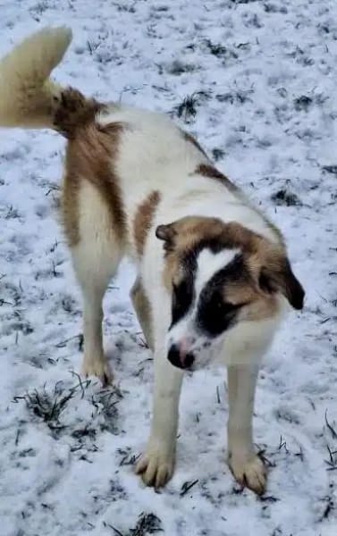 ELFIE -rundum tolles Hundekind-