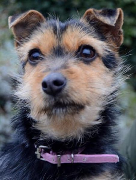 Beata ist gutmütig und verschmust.