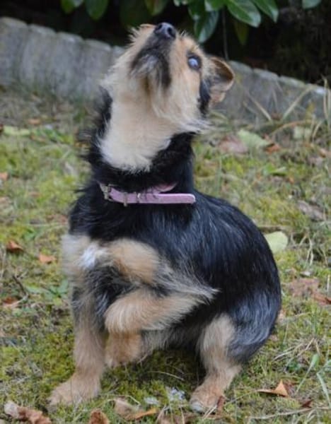 Beata ist gutmütig und verschmust.