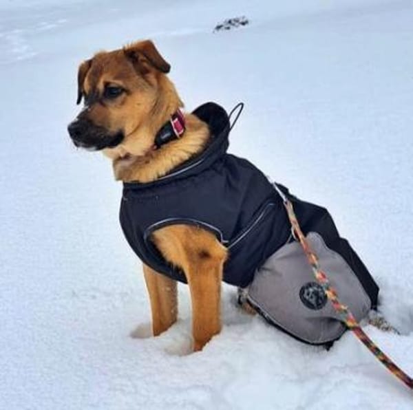 LIESCHEN - auf Pflegestelle in Frasdorf!