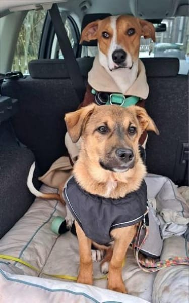 LIESCHEN - auf Pflegestelle in Frasdorf!