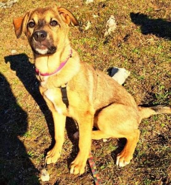 LIESCHEN - auf Pflegestelle in Frasdorf!