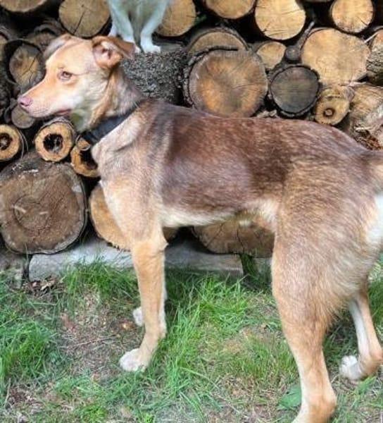 Alina - neugierig, verträglich - in DE