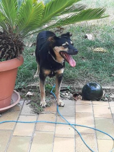 Vicky - quirliges Hundemädchen...