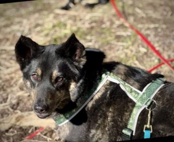 NELLO, Traumhund sucht Traumzuhause