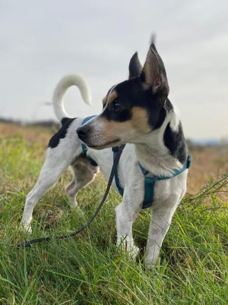 Jacky ein kleiner Charmeur