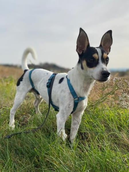 Jacky ein kleiner Charmeur