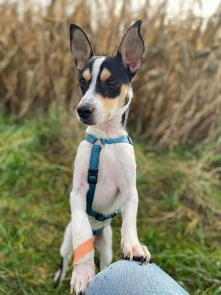 Jacky ein kleiner Charmeur