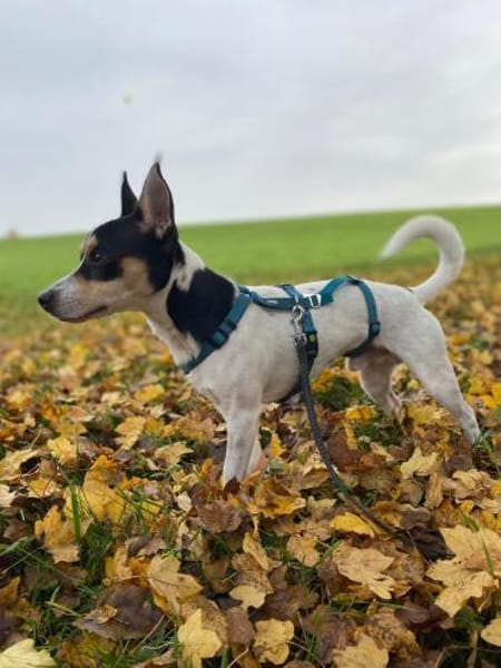 Jacky ein kleiner Charmeur