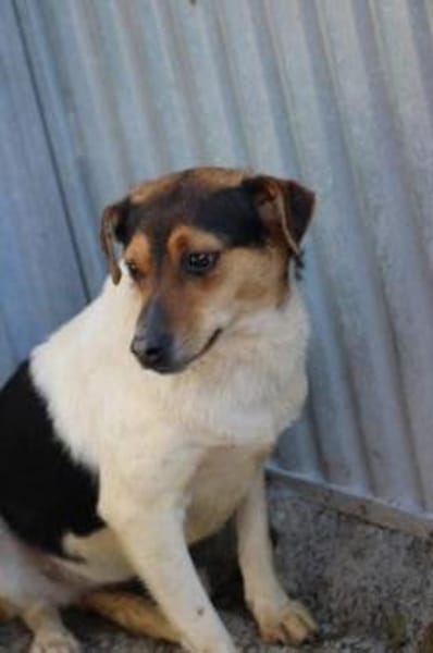 Vela - kinderlieb u. zutraulich