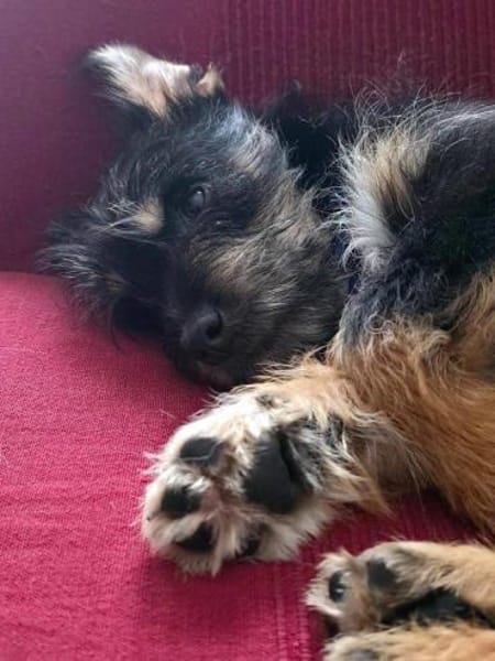 aktiver Welpenjunge Levin auf PS 90475