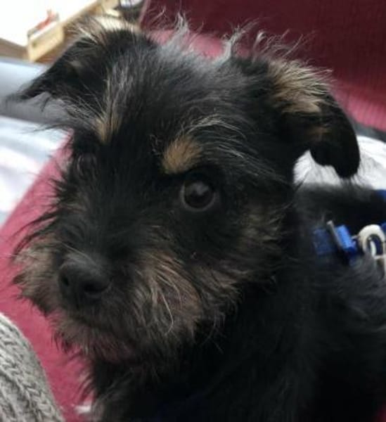 aktiver Welpenjunge Levin auf PS 90475