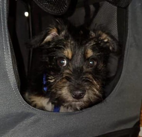 aktiver Welpenjunge Levin auf PS 90475