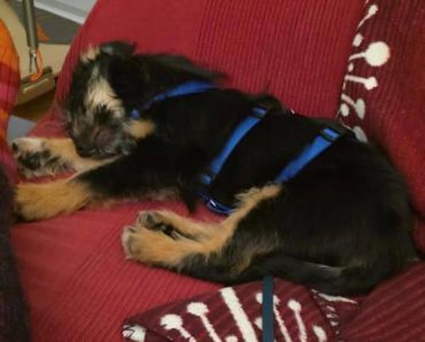 aktiver Welpenjunge Levin auf PS 90475