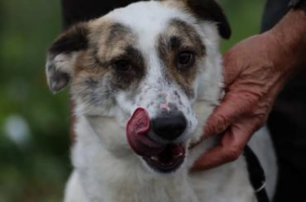 Elsa - kinderliebe Familienhündin