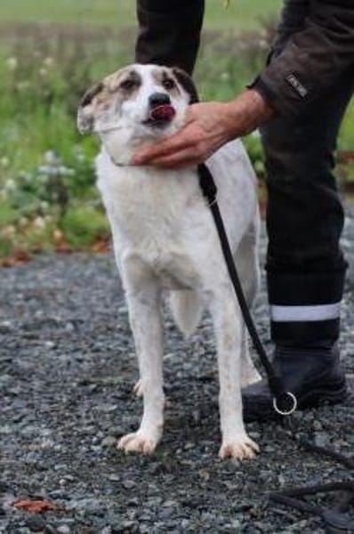 Elsa - kinderliebe Familienhündin