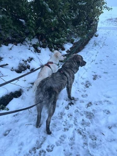 Zuhause gesucht für Sunny