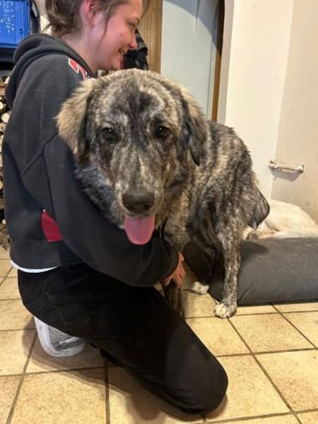 Zuhause gesucht für Sunny