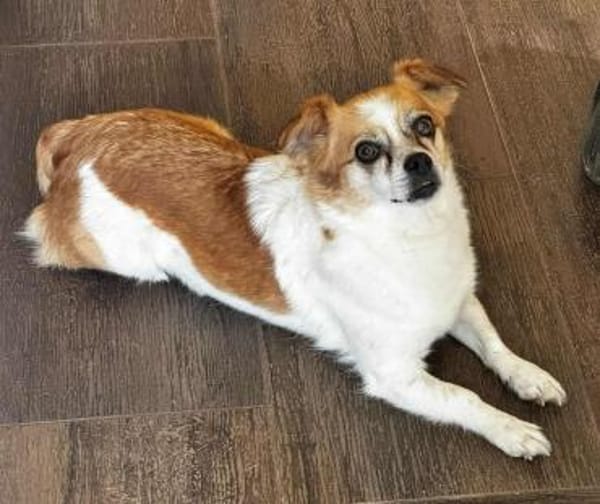 Lotti - kleine sanfte Hündin