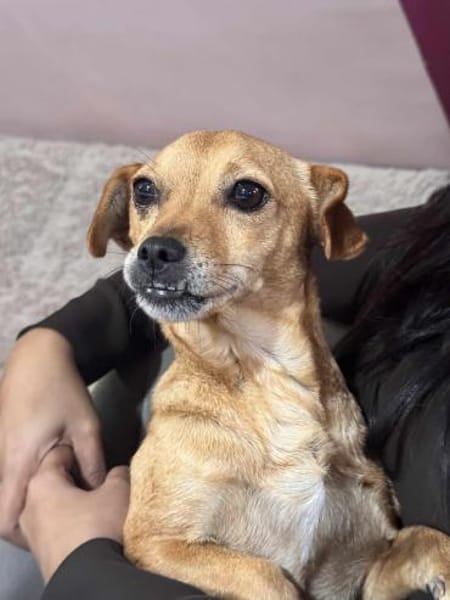 Nala : -Für-immer-Zuhause- gesucht