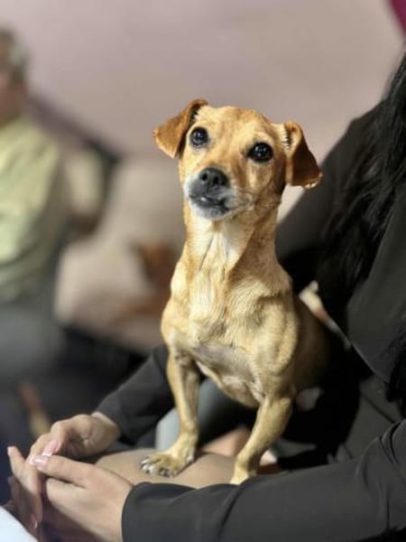 Nala : -Für-immer-Zuhause- gesucht