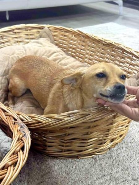 Nala : -Für-immer-Zuhause- gesucht