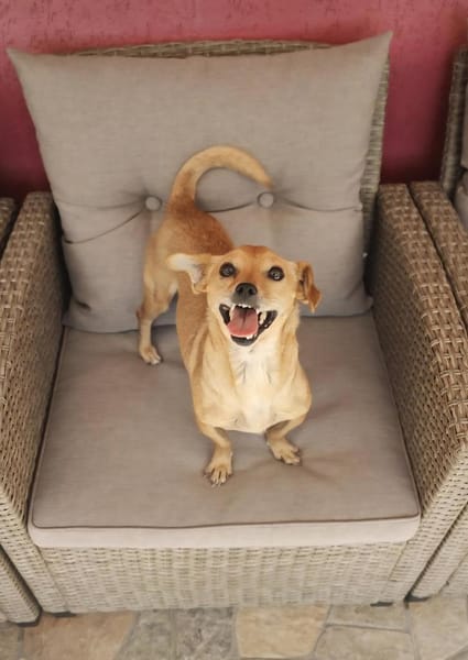 Nala : -Für-immer-Zuhause- gesucht