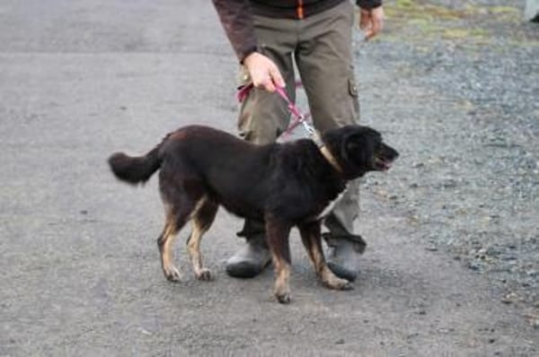 Yuna - sehr lieb u. verschmust