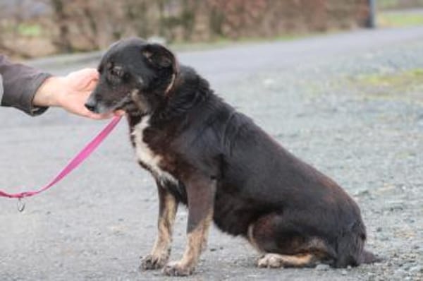 Yuna - sehr lieb u. verschmust