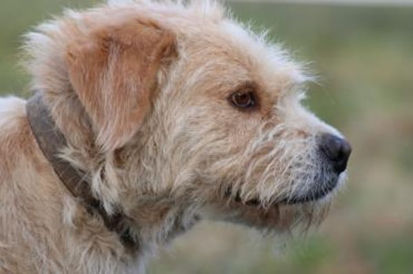 Cindy - herzensgut u. lieb